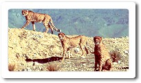 Living Desert