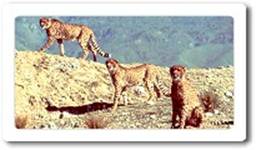 Living Desert